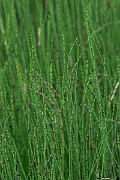 David Plant Photography - Wildlife Photography - Water horsetail - E