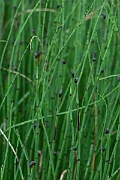 David Plant Photography - Wildlife Photography - Water horsetail - F