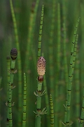 David Plant Photography - Wildlife Photography - Water horsetail - G