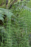 David Plant Photography - Wildlife Photography - Water horsetail - I