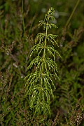 David Plant Photography - Wildlife Photography - Wood horsetail - A (2)
