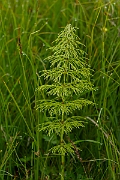 David Plant Photography - Wildlife Photography - Wood horsetail - A