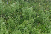 David Plant Photography - Wildlife Photography - Wood horsetail - D