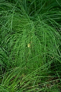 David Plant Photography - Wildlife Photography - Wood horsetail - F