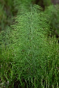 David Plant Photography - Wildlife Photography - Wood horsetail - G