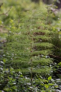 David Plant Photography - Wildlife Photography - Wood horsetail - H