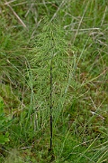 David Plant Photography - Wildlife Photography - Wood horsetail - I