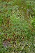 David Plant Photography - Wildlife Photography - Wood horsetail - J