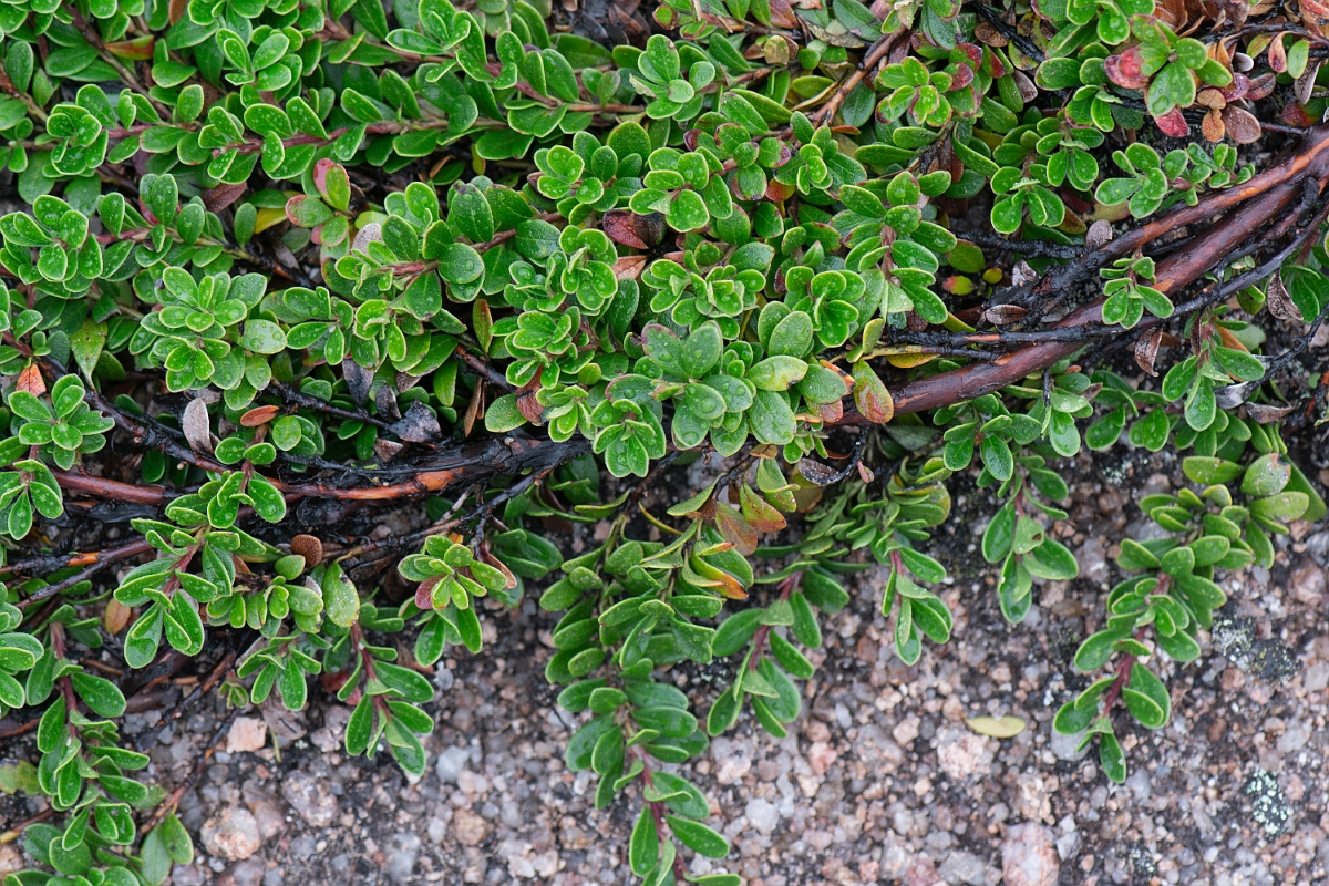 David Plant Photography - Wildlife Photography - Bearberry - A.JPG - Bearberry - Cairngorms