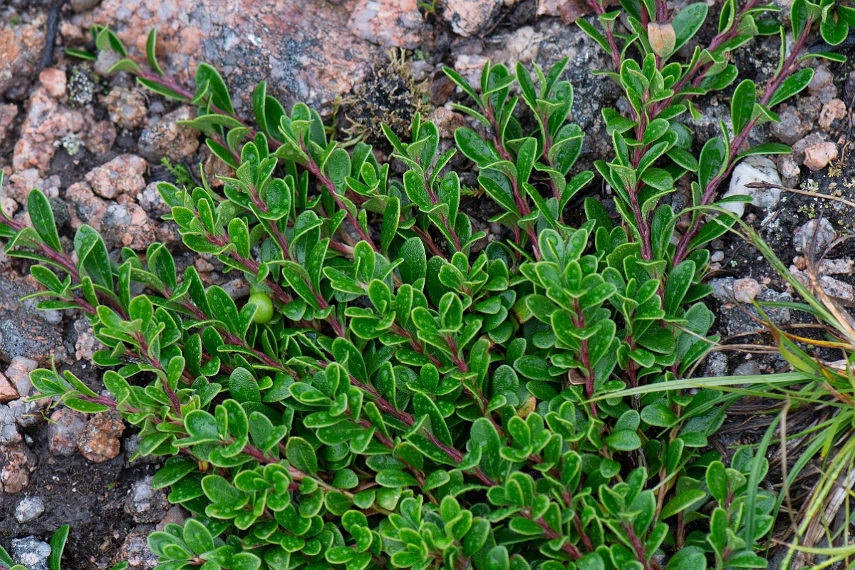 David Plant Photography - Wildlife Photography - Bearberry - B.JPG - Bearberry - Cairngorms