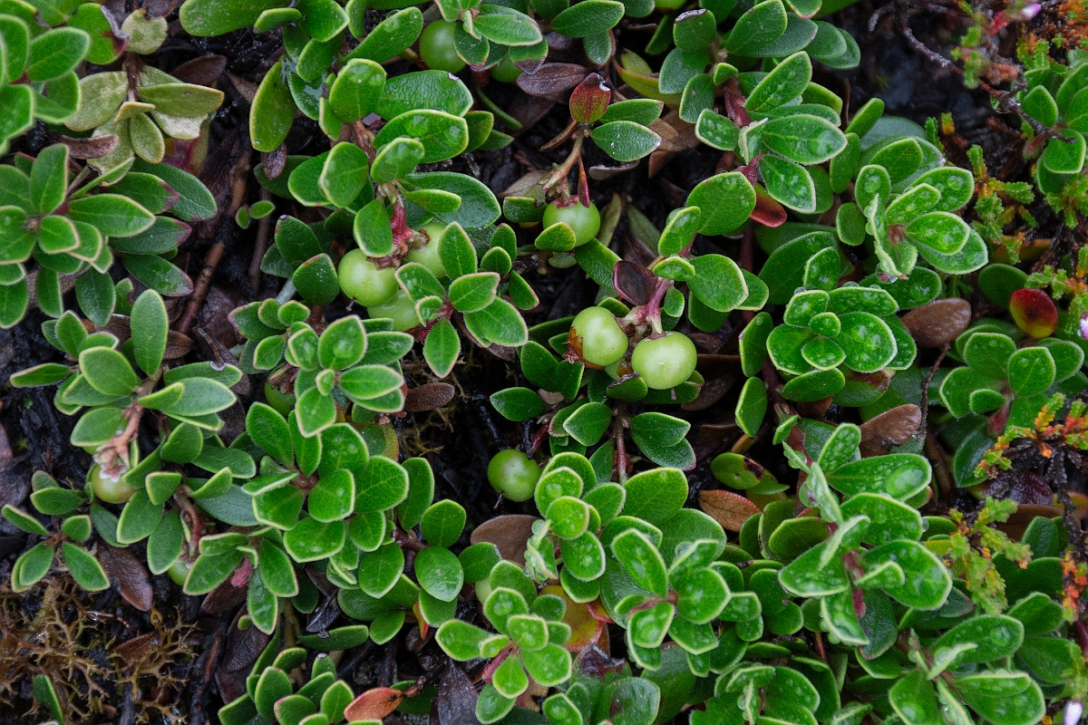 David Plant Photography - Wildlife Photography - Bearberry - C.JPG - Bearberry, fruit - Cairngorms