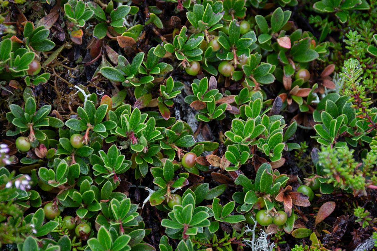David Plant Photography - Wildlife Photography - Bearberry - D.JPG - Bearberry - Cairngorms