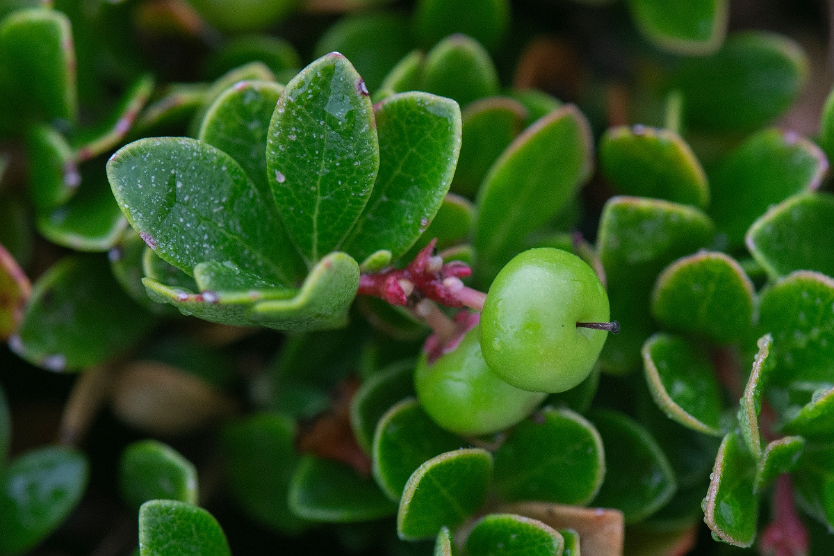 David Plant Photography - Wildlife Photography - Bearberry - E.JPG - Bearberry, fruit - Cairngorms