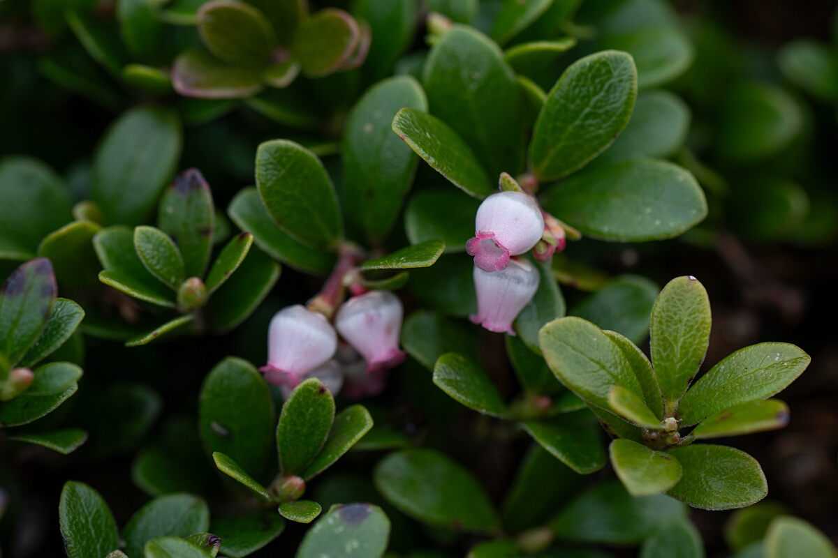 David Plant Photography - Wildlife Photography - Bearberry - F.jpg - Bearberry flowers - Cairngorms