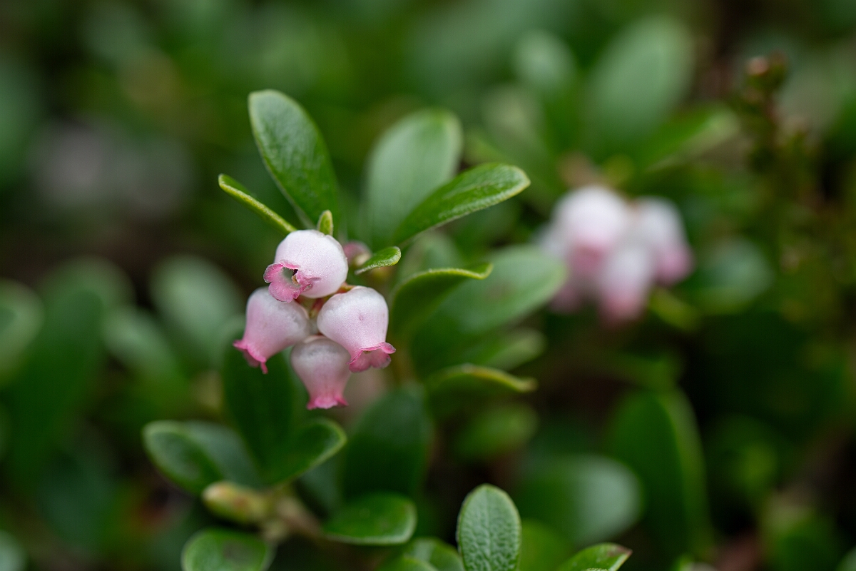 David Plant Photography - Wildlife Photography - Bearberry - H.jpg - Bearberry flowers - Cairngorms