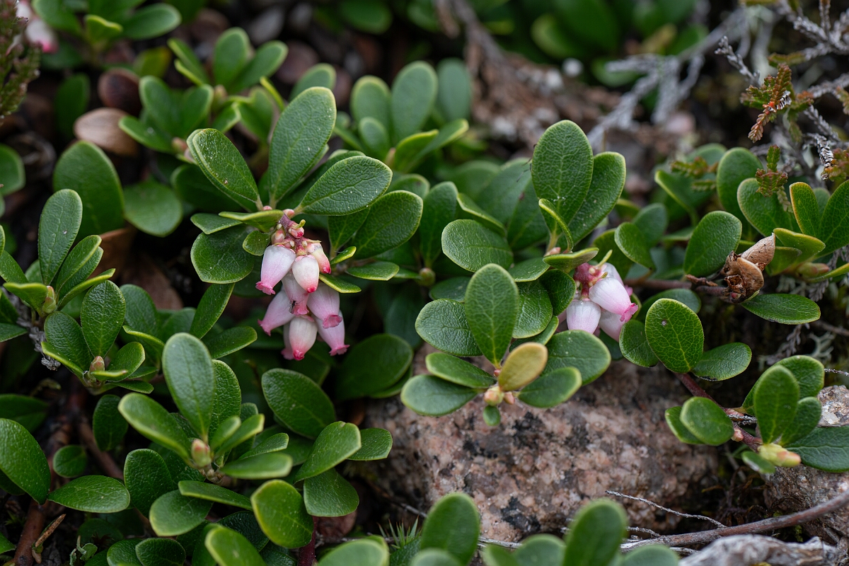 David Plant Photography - Wildlife Photography - Bearberry - I.jpg - Bearberry flowers - Cairngorms