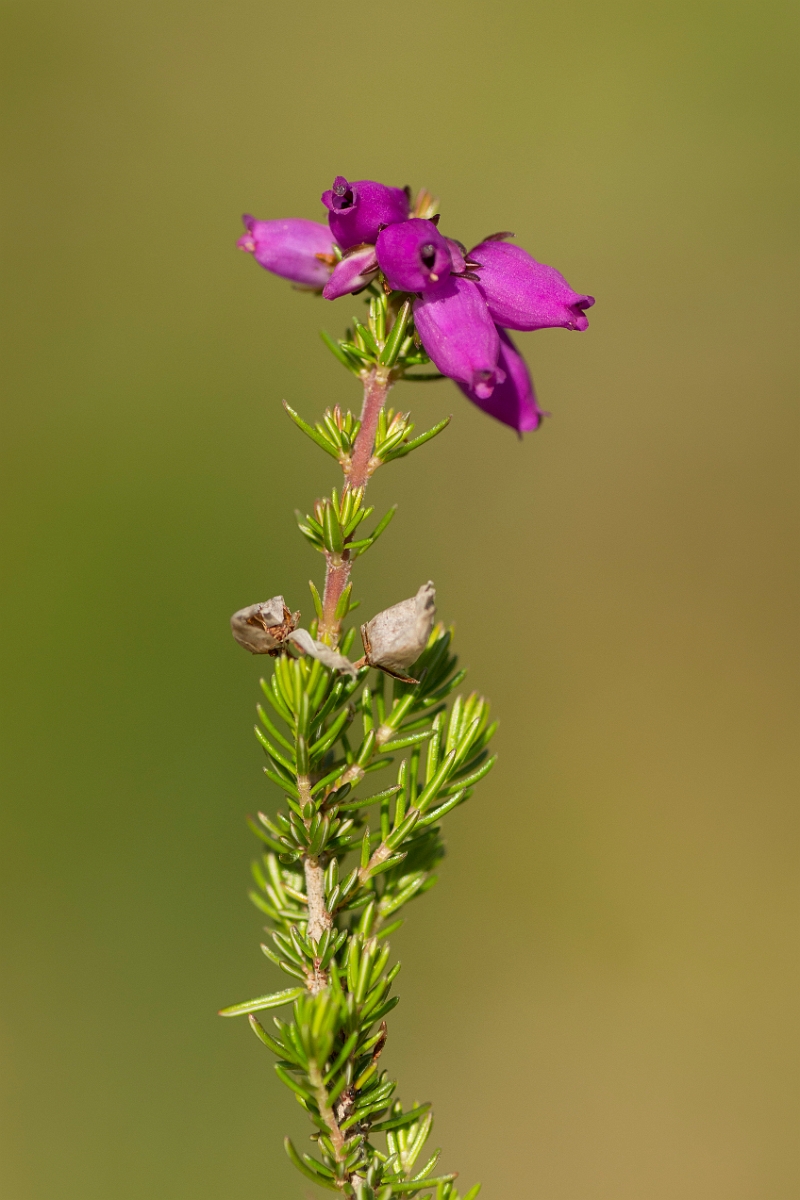 David Plant Photography - Wildlife Photography - Bell heather - A.jpg - Bell heather - Ayrshire