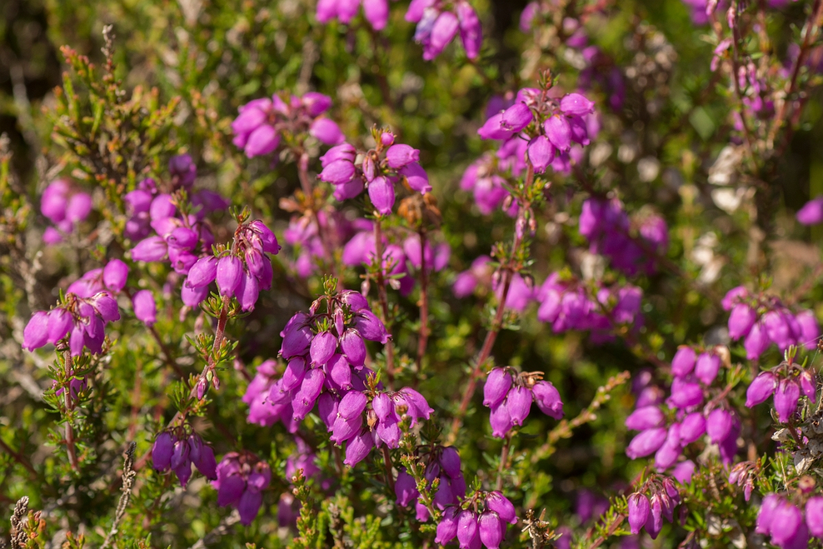 David Plant Photography - Wildlife Photography - Bell heather - B.jpg - Bell heather - Ayrshire