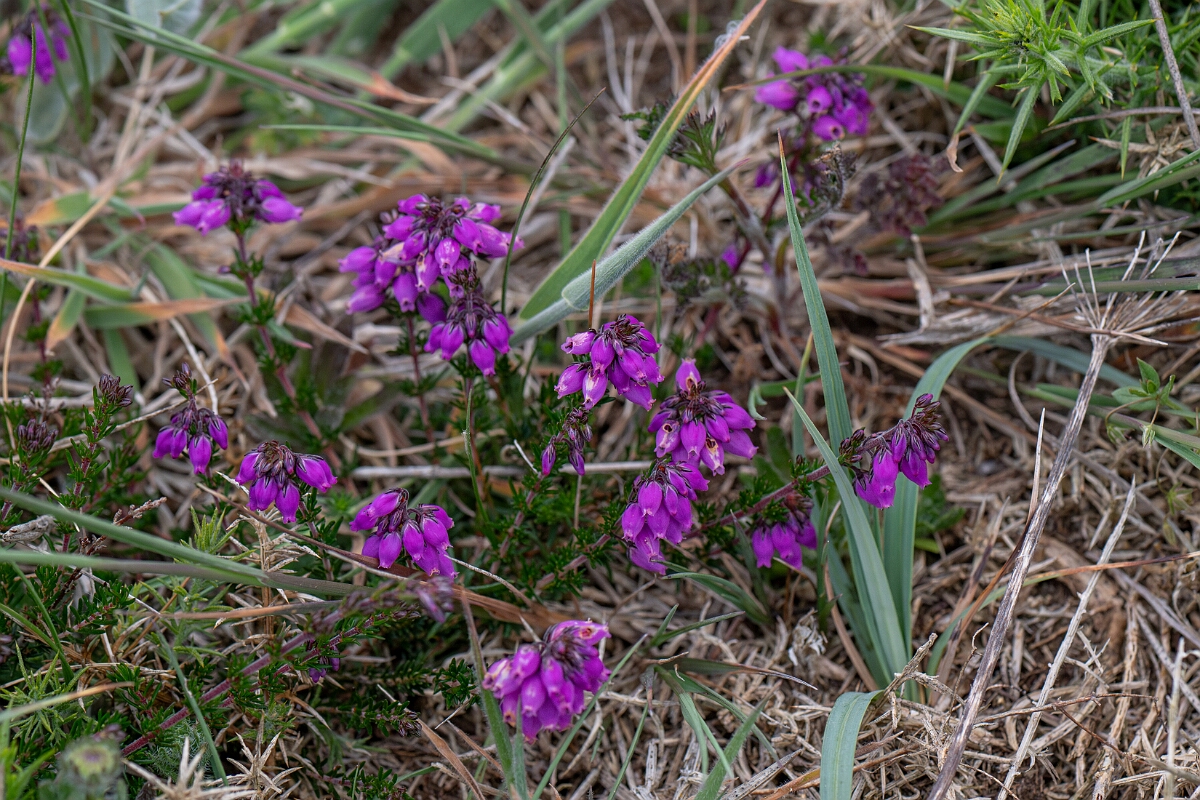 David Plant Photography - Wildlife Photography - Bell heather - D.jpg - Bell heather - Cornwall