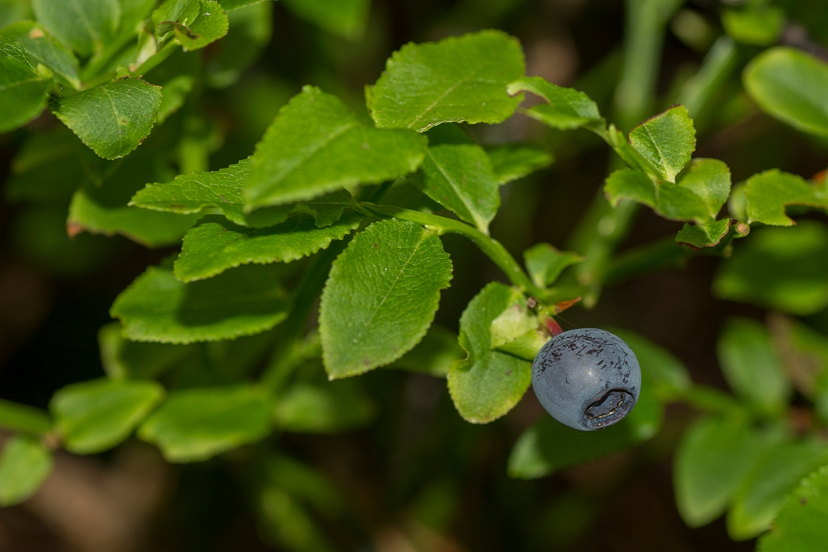David Plant Photography - Wildlife Photography - Bilberry - A.jpg - Bilberry - Highlands