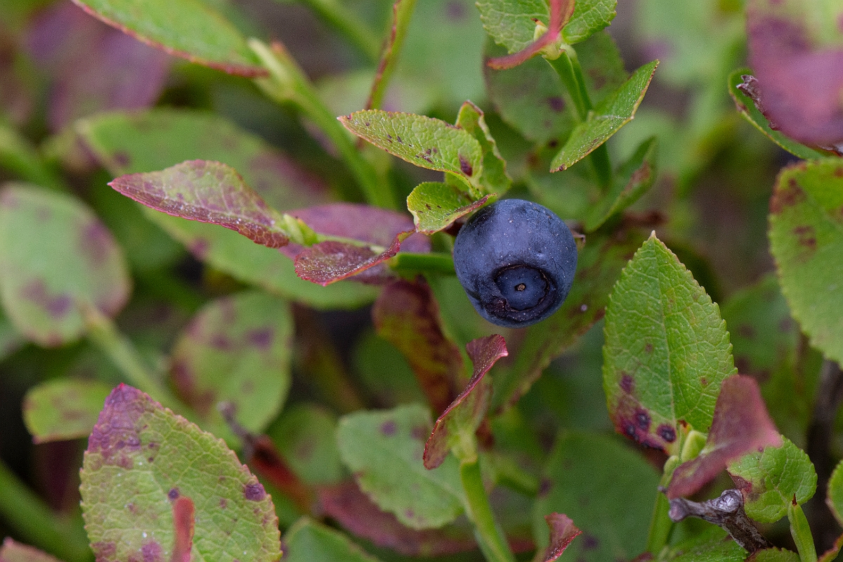 David Plant Photography - Wildlife Photography - Bilberry - D.JPG - Bilberry, fruit - Perthshire
