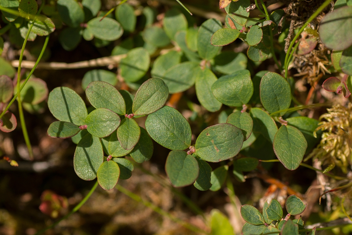David Plant Photography - Wildlife Photography - Bog bilberry - A.jpg - Bog bilberry - Perthshire