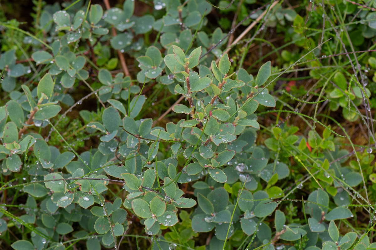 David Plant Photography - Wildlife Photography - Bog bilberry - C.JPG - Bog bilberry - Cairngorms
