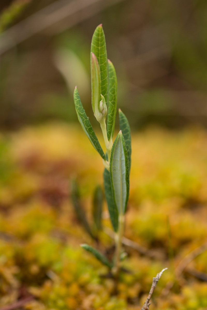 David Plant Photography - Wildlife Photography - Bog rosemary - A.jpg - Bog rosemary - Ayrshire