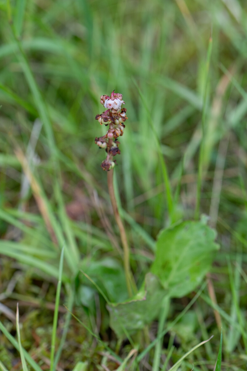 David Plant Photography - Wildlife Photography - Common wintergreen - A.jpg - Common wintergreen - Cairngorms