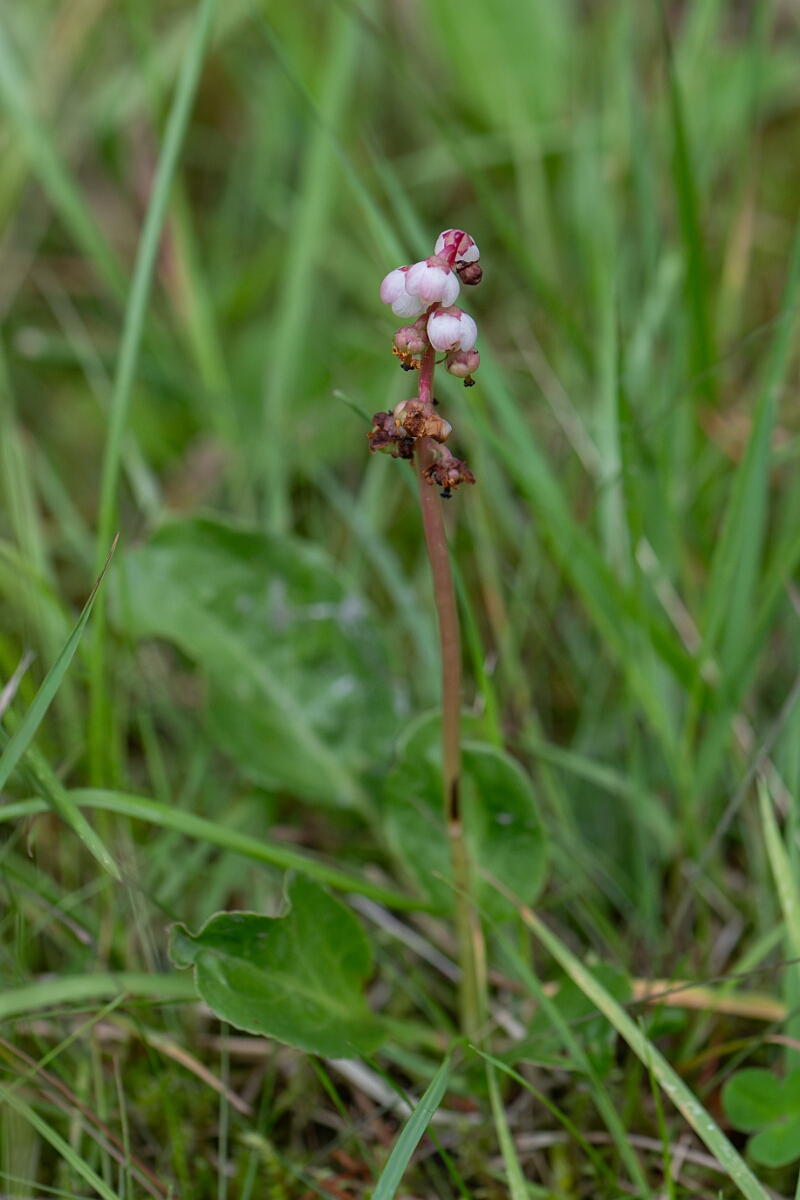 David Plant Photography - Wildlife Photography - Common wintergreen - B.jpg - Common wintergreen - Cairngorms