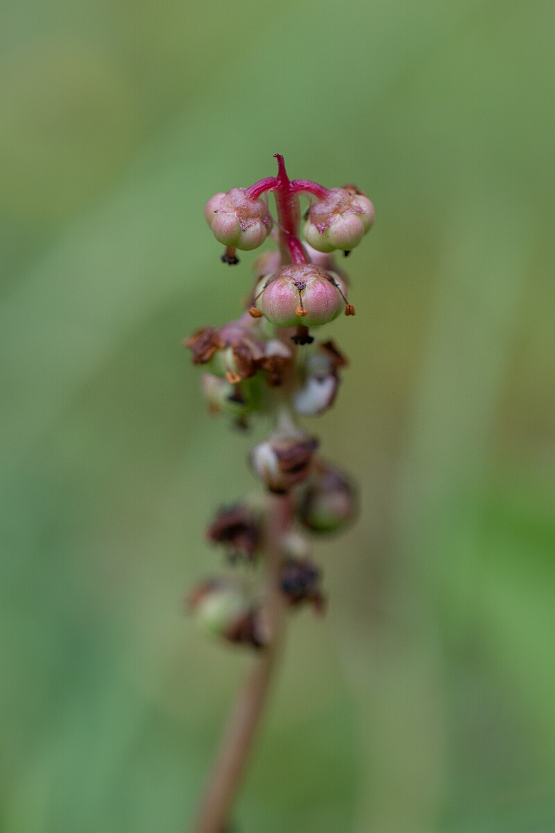 David Plant Photography - Wildlife Photography - Common wintergreen - C.jpg - Common wintergreen - Cairngorms