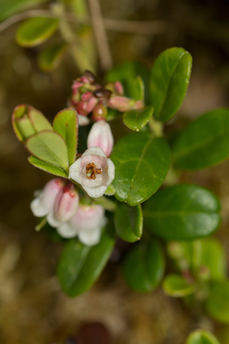 David Plant Photography - Wildlife Photography - Cowberry - B.jpg - Cowberry flower - Perth and Kinross