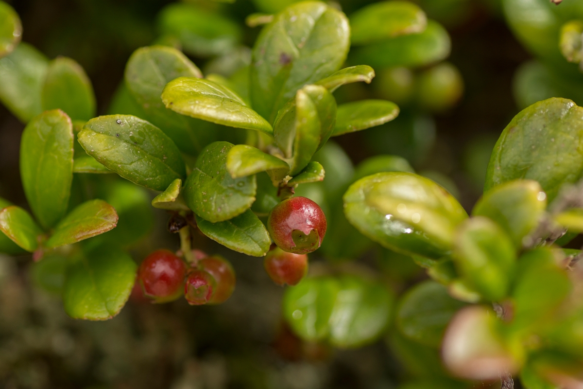 David Plant Photography - Wildlife Photography - Cowberry - C.jpg - Cowberry fruit - Perthshire