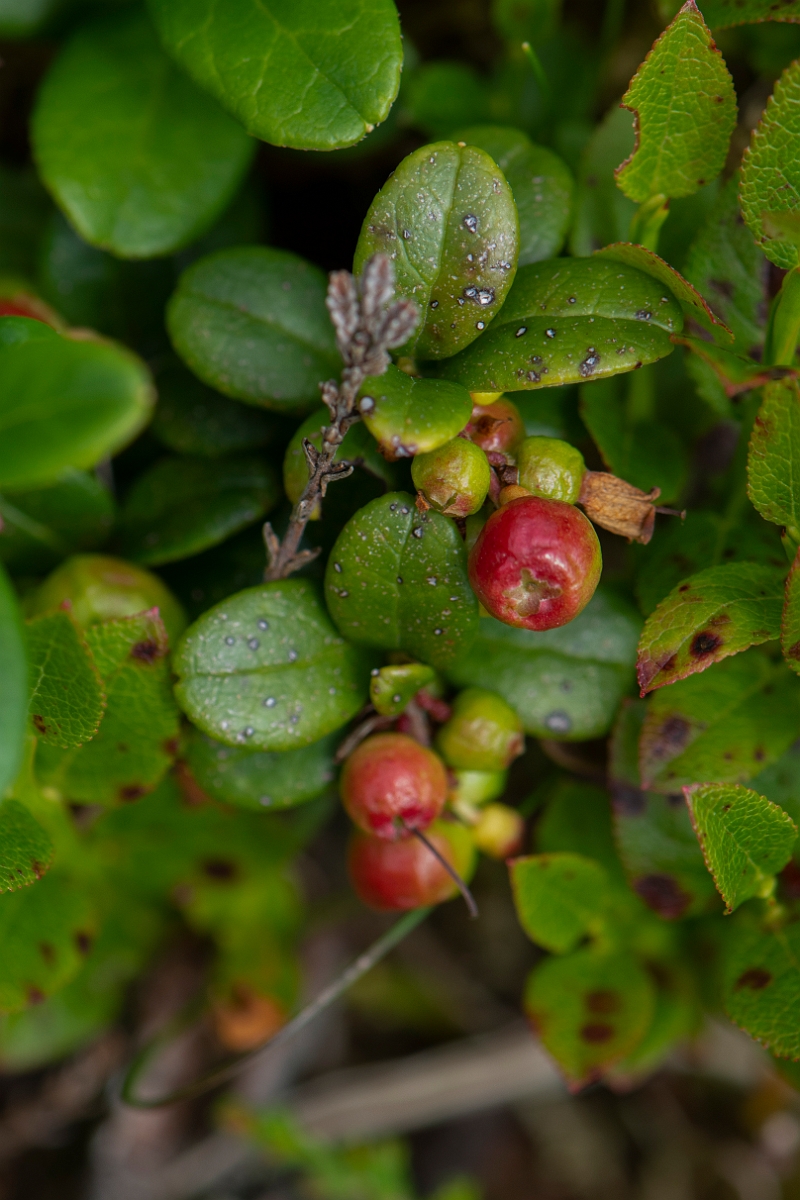David Plant Photography - Wildlife Photography - Cowberry - D.JPG - Cowberry - Perthshire