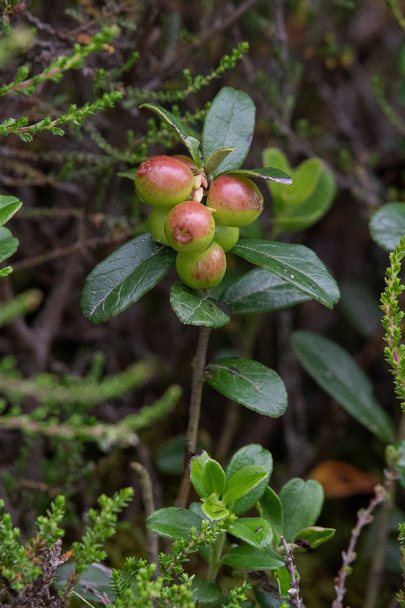David Plant Photography - Wildlife Photography - Cowberry - F.JPG - Cowberry - Caithness