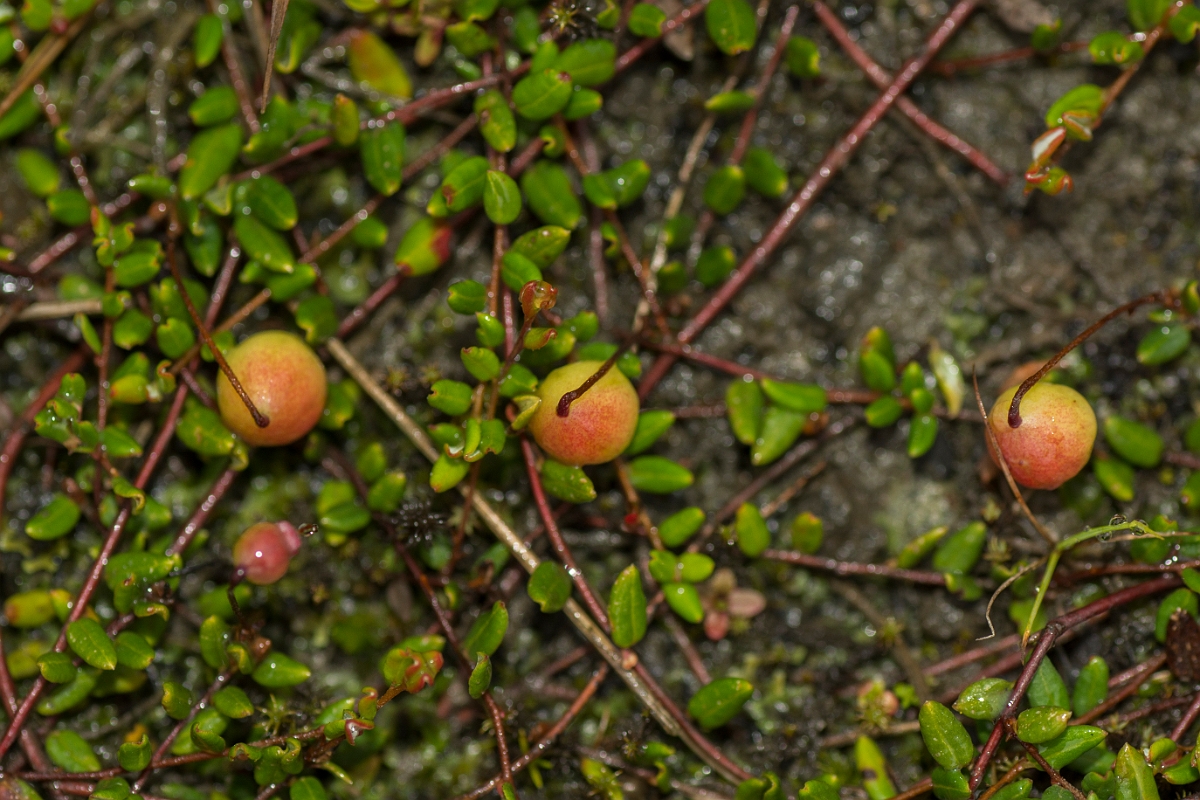 David Plant Photography - Wildlife Photography - Cranberry - A.jpg - Cranberry - Ayrshire