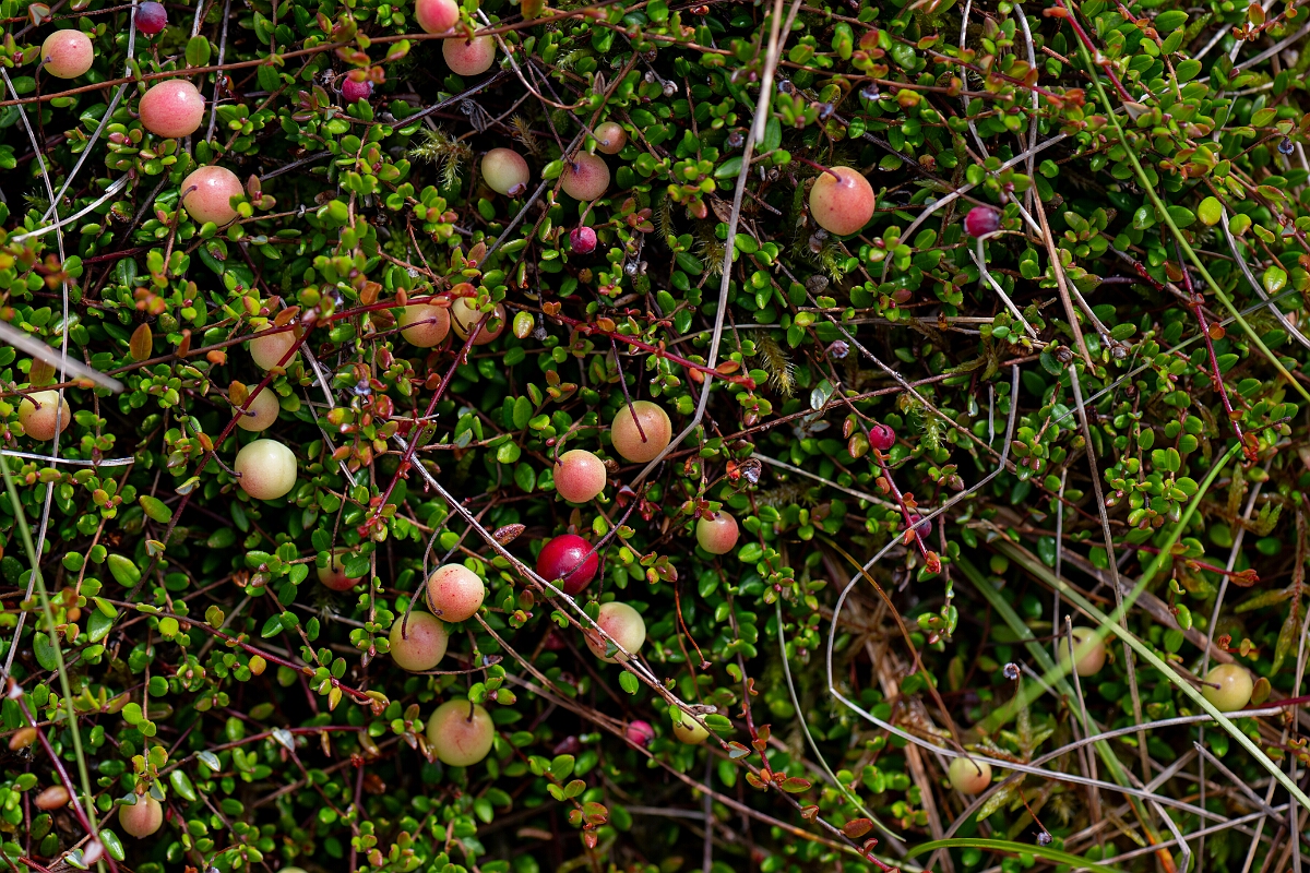 David Plant Photography - Wildlife Photography - Cranberry - C.jpg - Cranberry - Ayrshire