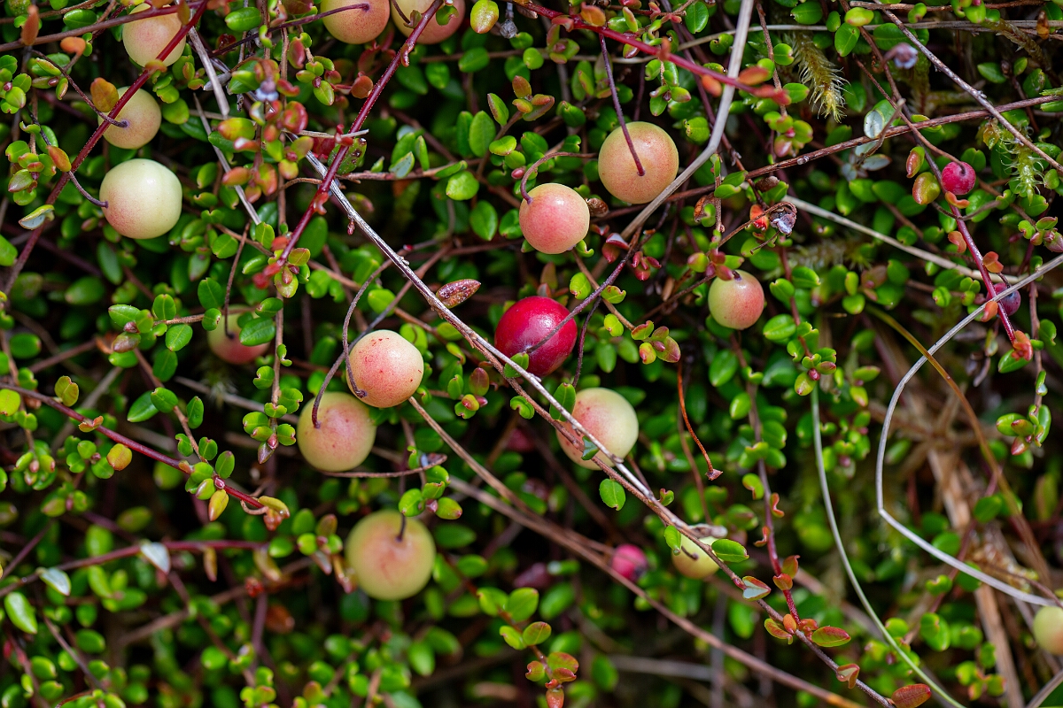 David Plant Photography - Wildlife Photography - Cranberry - D.jpg - Cranberry - Ayrshire