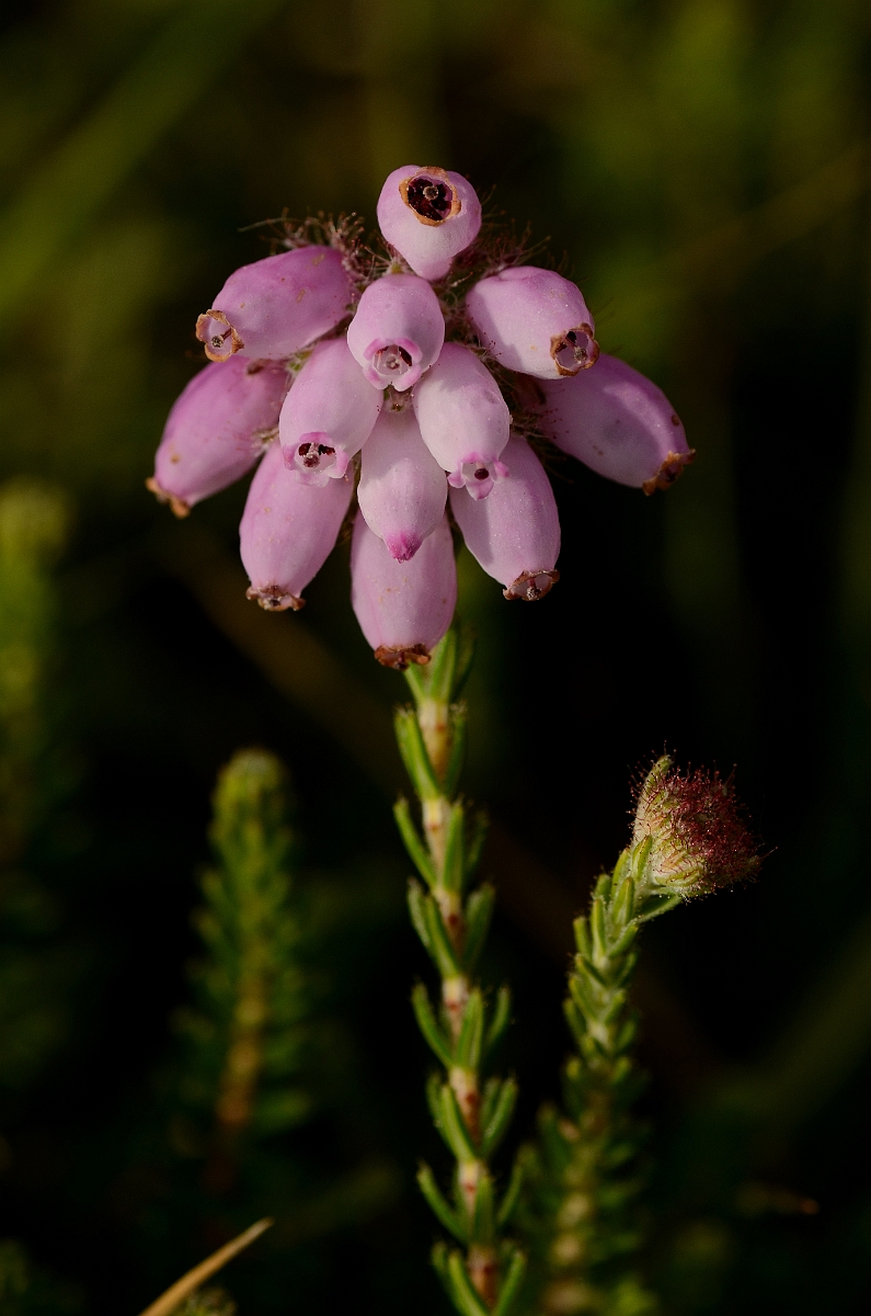 David Plant Photography - Wildlife Photography - Cross-leaved heath - A.jpg - Cross-leaved heath flowers - Dorset