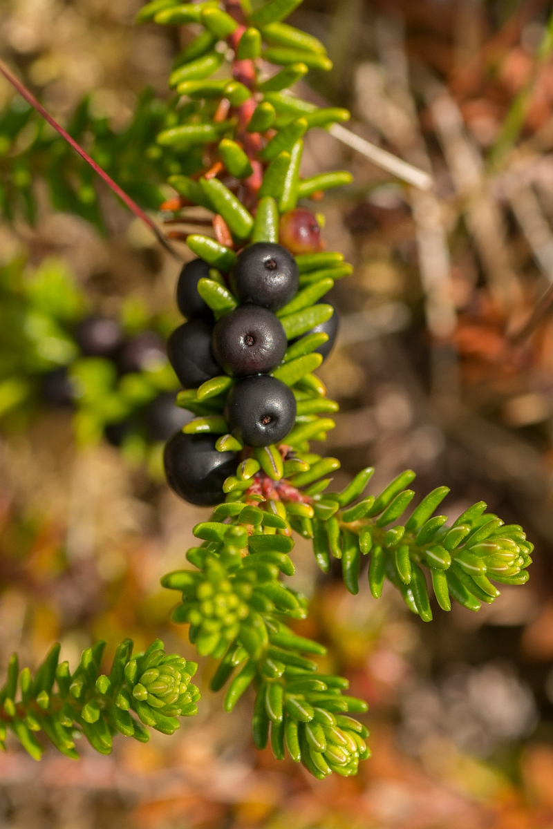David Plant Photography - Wildlife Photography - Crowberry - A.jpg - Crowberry - Sutherland