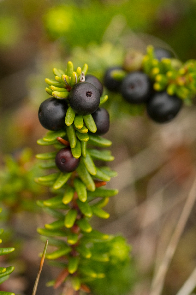 David Plant Photography - Wildlife Photography - Crowberry - B.jpg - Crowberry - Sutherland