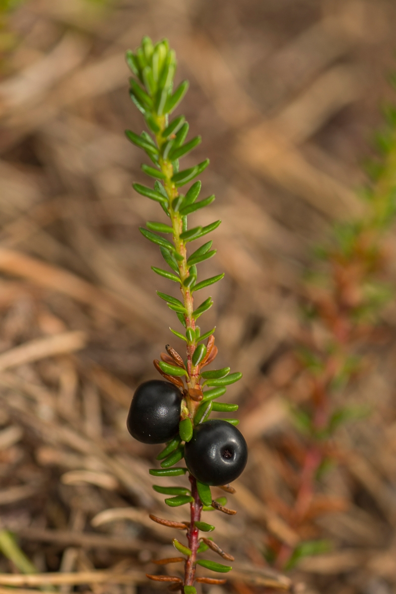 David Plant Photography - Wildlife Photography - Crowberry - C.jpg - Crowberry - Perth and Kinross