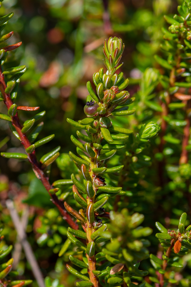 David Plant Photography - Wildlife Photography - Crowberry - D.JPG - Crowberry - Perthshire