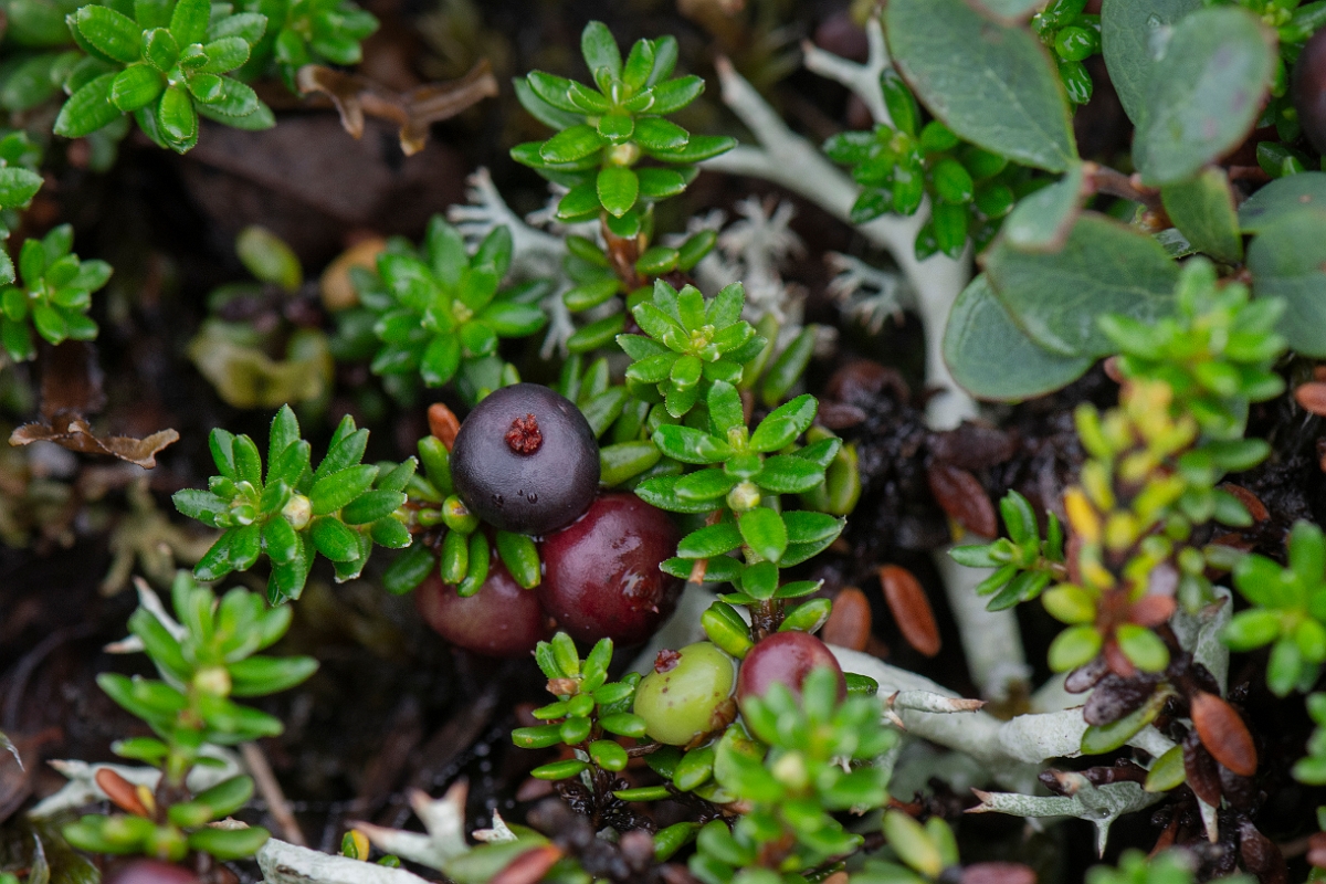 David Plant Photography - Wildlife Photography - Crowberry - E.JPG - Crowberry, fruit - Cairngorms