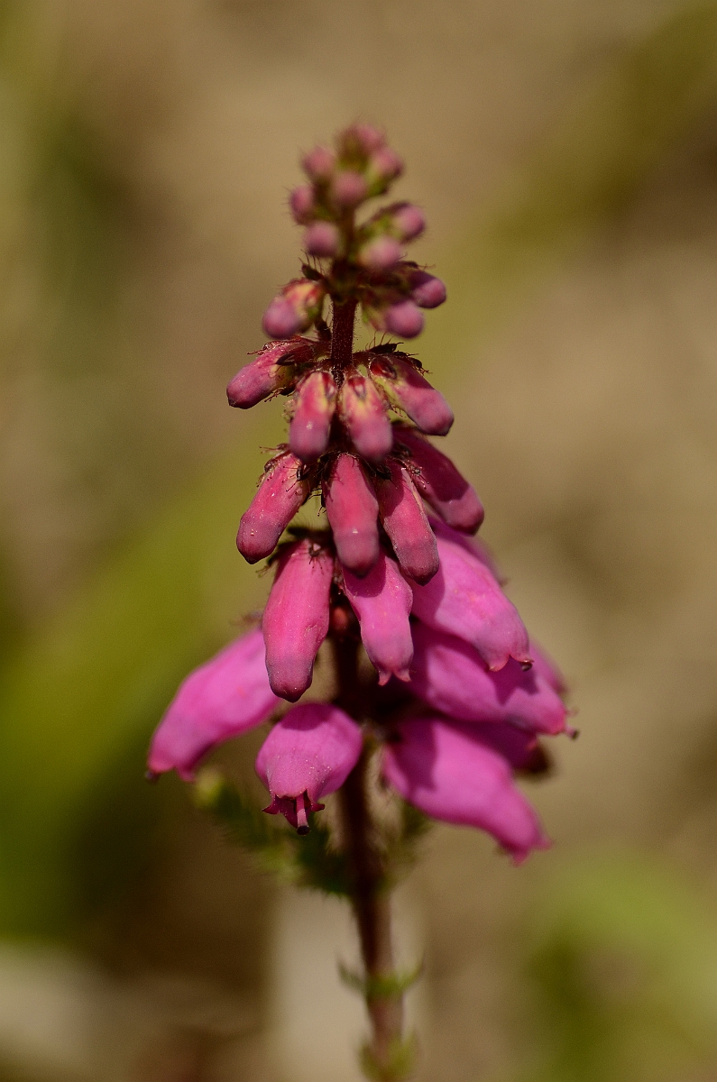 David Plant Photography - Wildlife Photography - Dorset heath - A.jpg - Dorset heath flowers - Dorset
