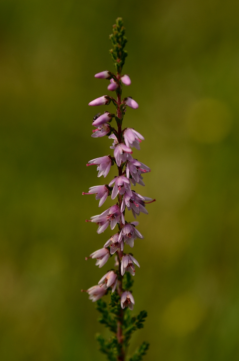 David Plant Photography - Wildlife Photography - Heather - B.jpg - Heather - Dorset
