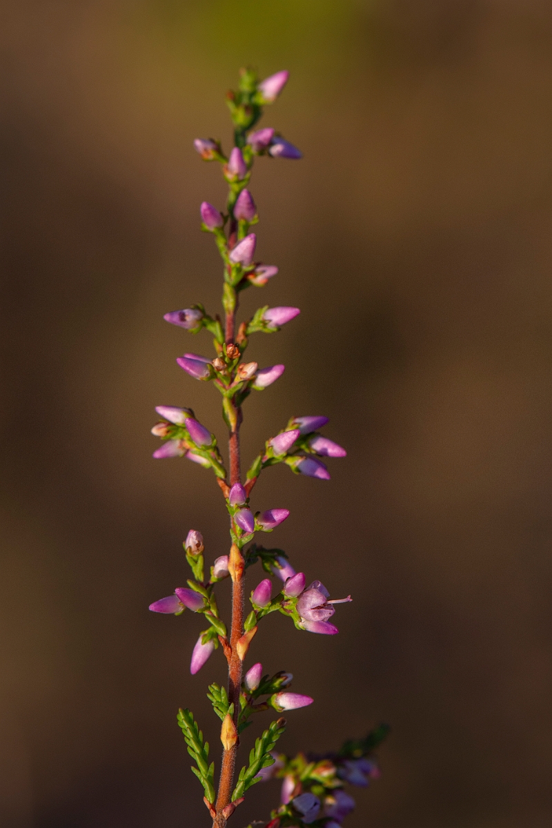 David Plant Photography - Wildlife Photography - Heather - C.JPG - Heather - Highland