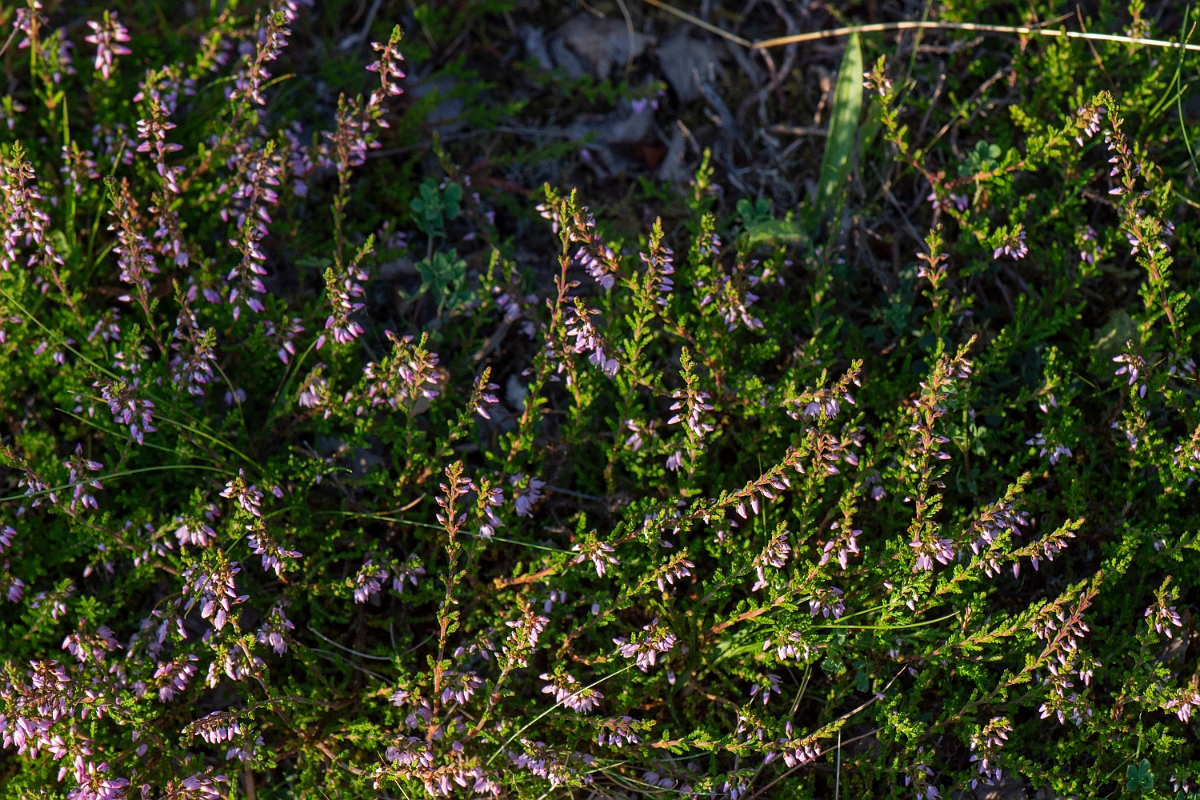 David Plant Photography - Wildlife Photography - Heather - D.JPG - Heather - Highland