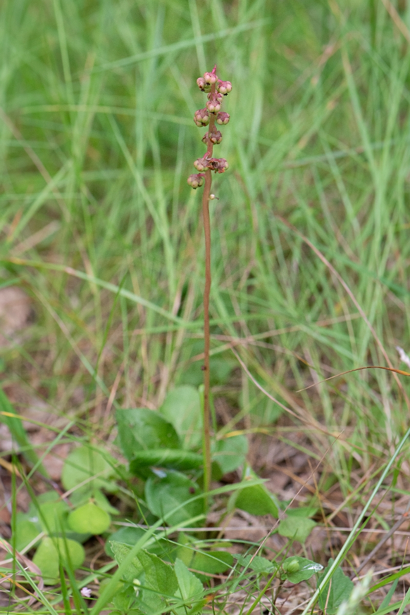 David Plant Photography - Wildlife Photography - Intermediate wintergreen - A.JPG - Intermediate wintergreen - Cairngorms