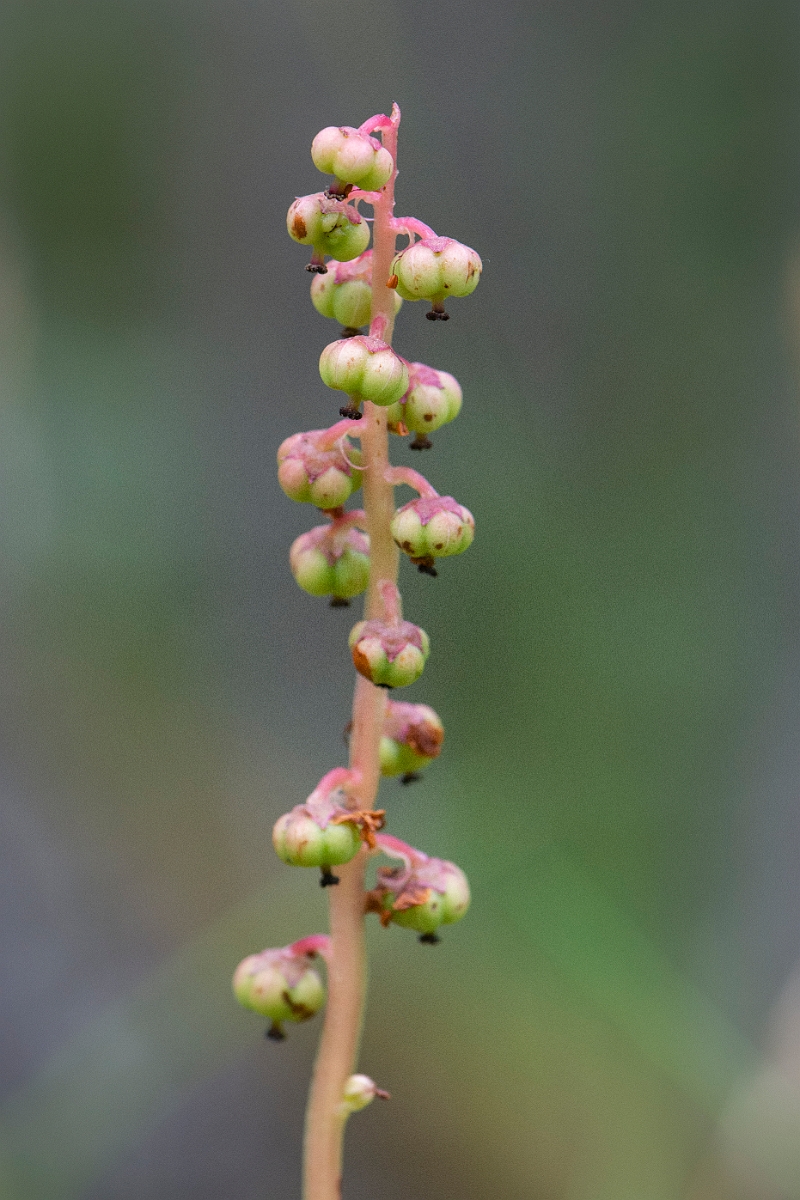 David Plant Photography - Wildlife Photography - Intermediate wintergreen - B.JPG - Intermediate wintergreen - Cairngorms